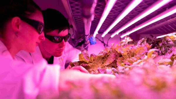 LED grow lights