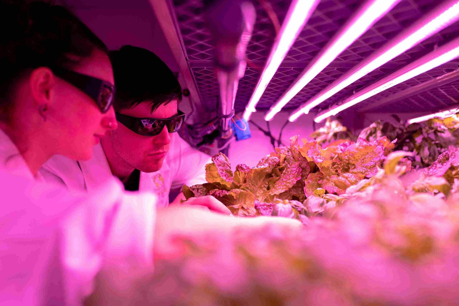 LED grow lights