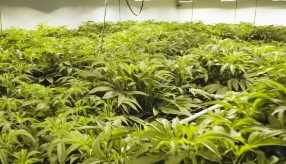 Indoor Grow Room