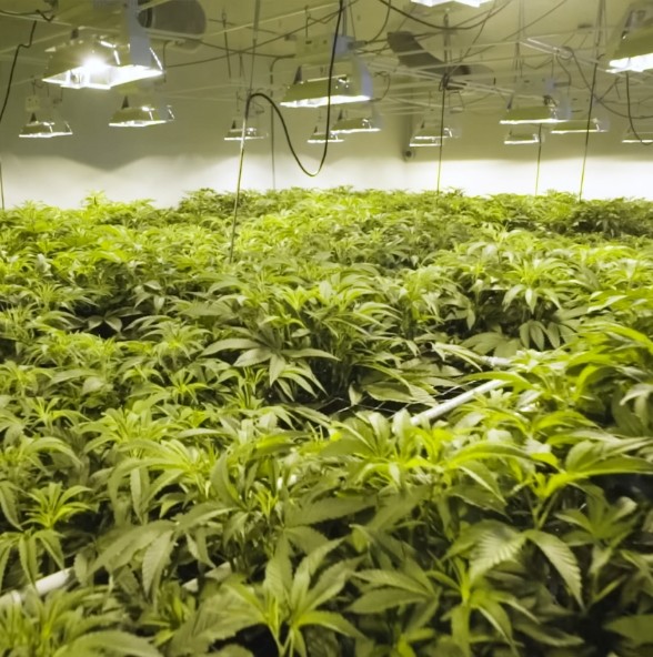 An Ultimate Guide To Build Your Indoor Grow Room