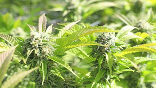 indoor grow room accessories
