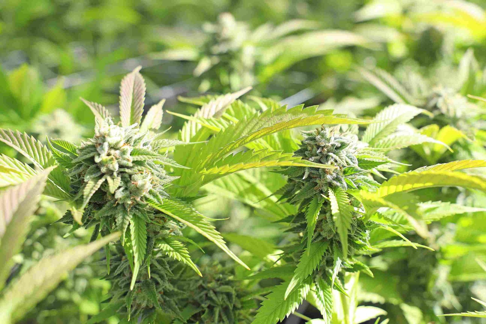indoor grow room accessories
